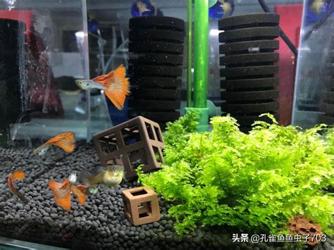 孔雀魚要養幾隻|養孔雀魚魚缸的最佳尺寸？ （如何挑選）